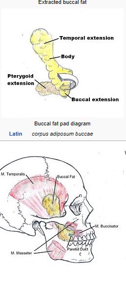 entire buccal
